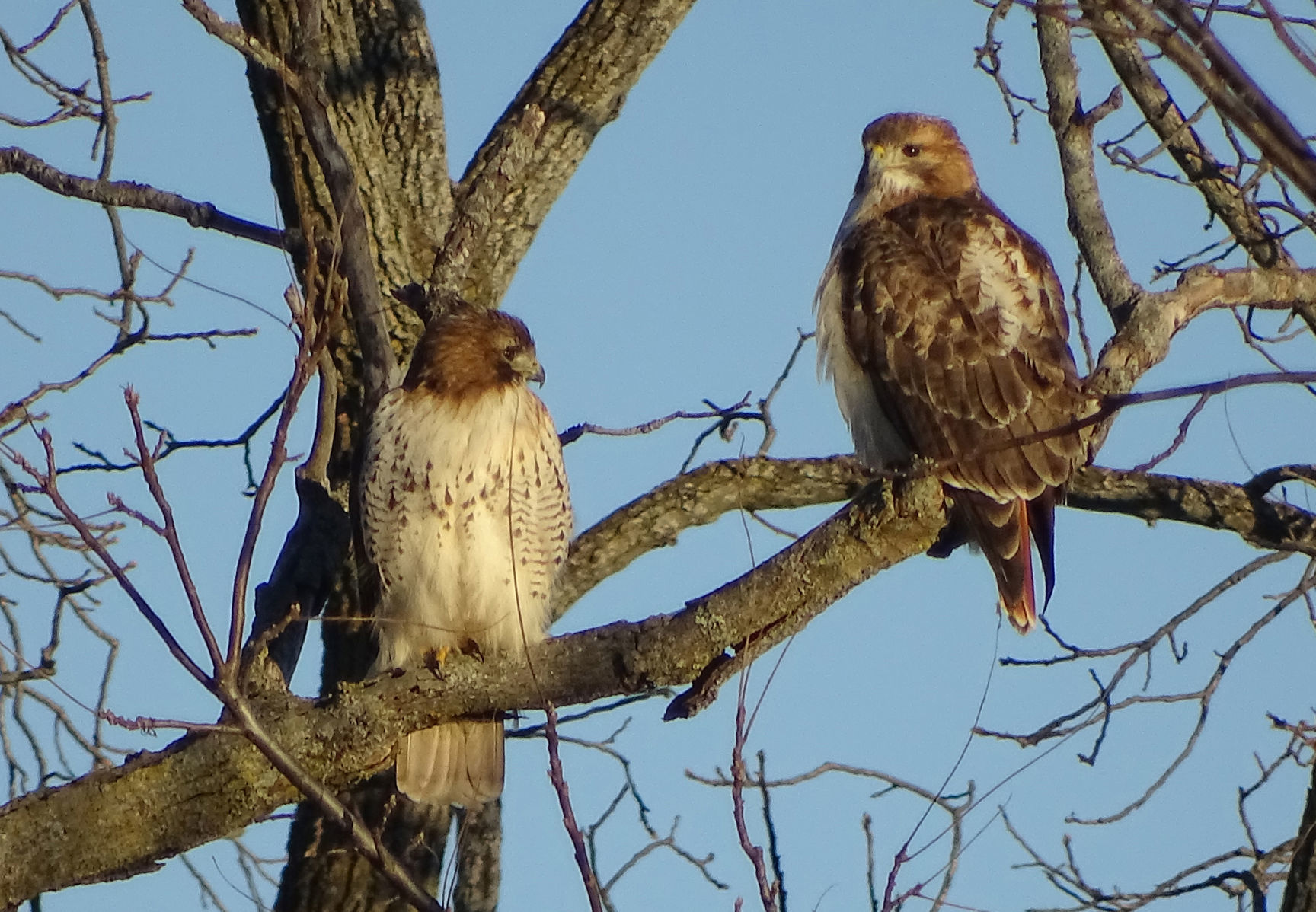 Wendy Frasheski: Hawks